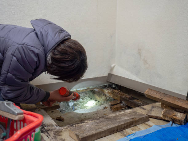 Trusted Safford, AZ Mold Removal Experts